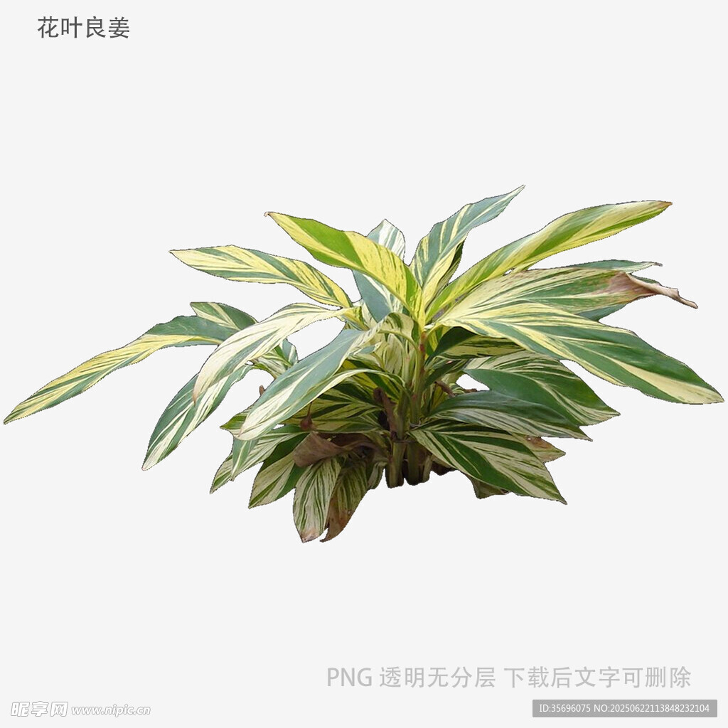 金邊吊蘭植物特寫