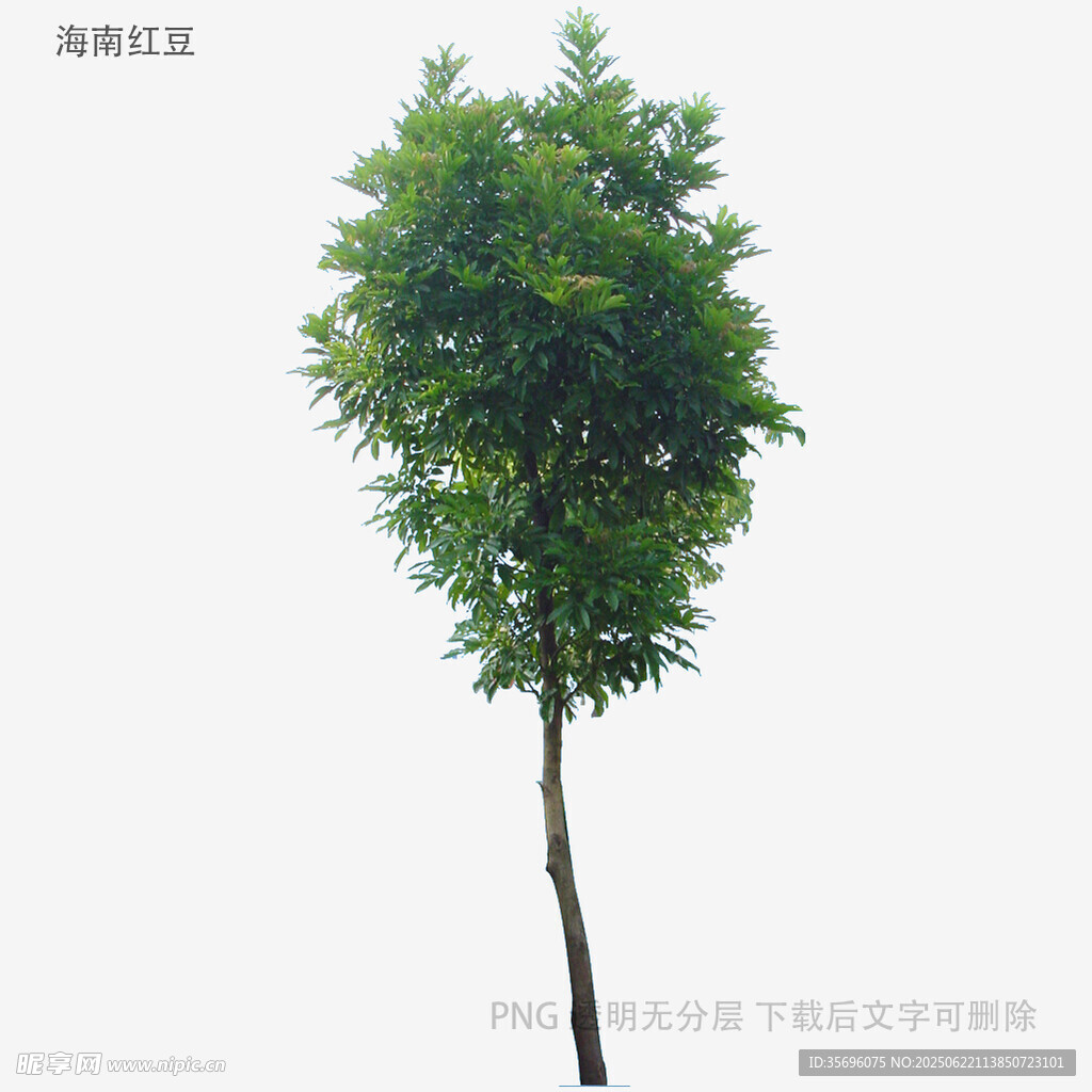 單棵綠樹特寫