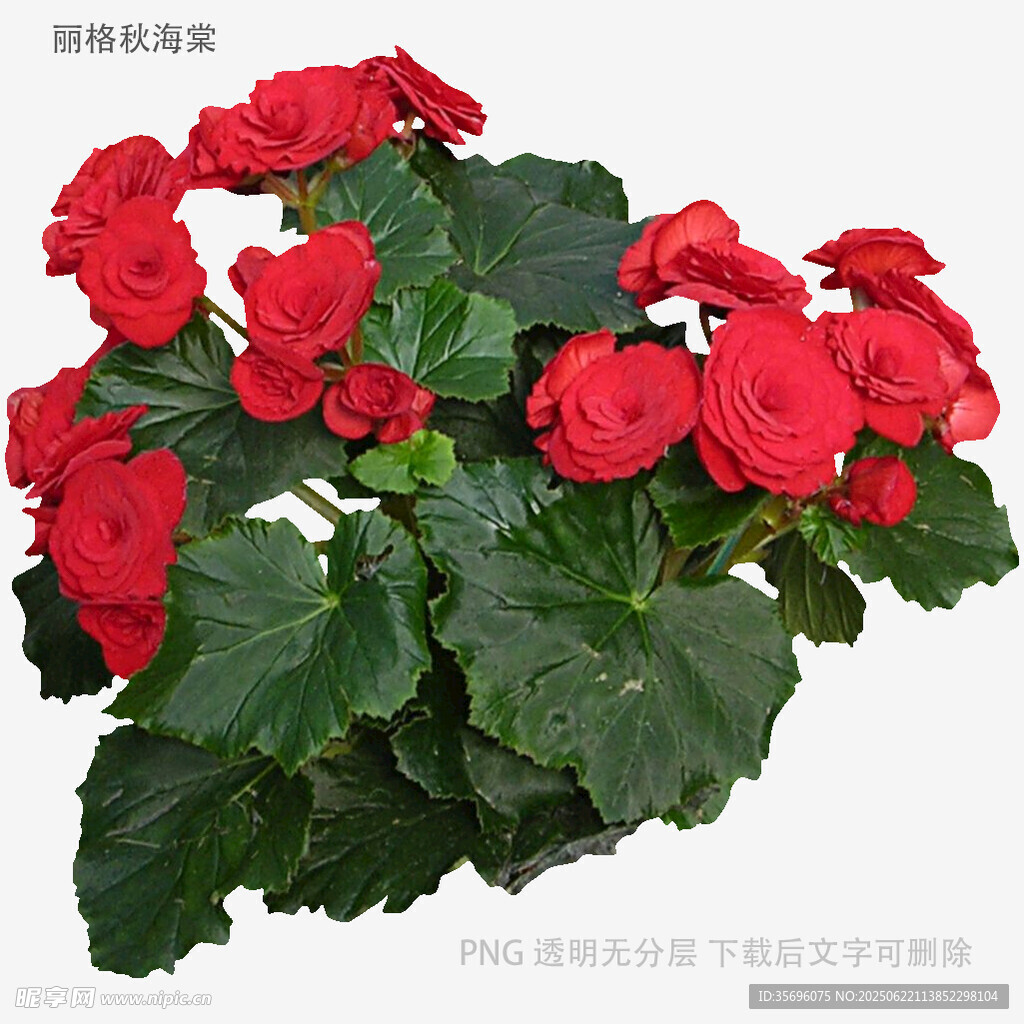 艷麗紅色海棠花綻放