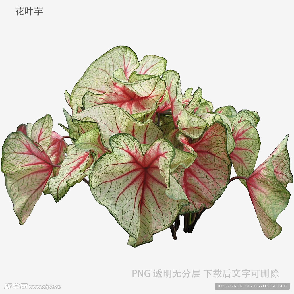 植物