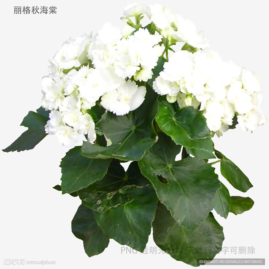 白色繡球花盆栽