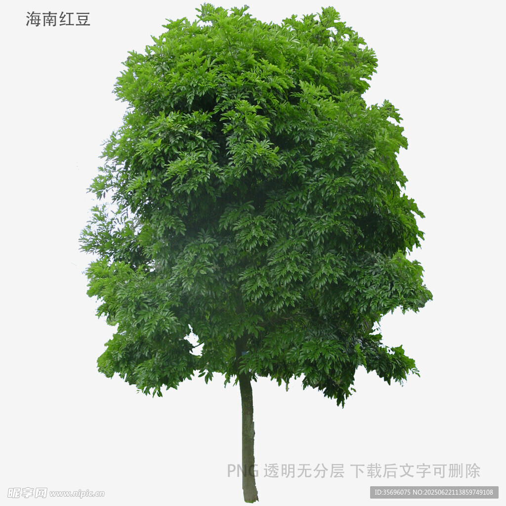 植物