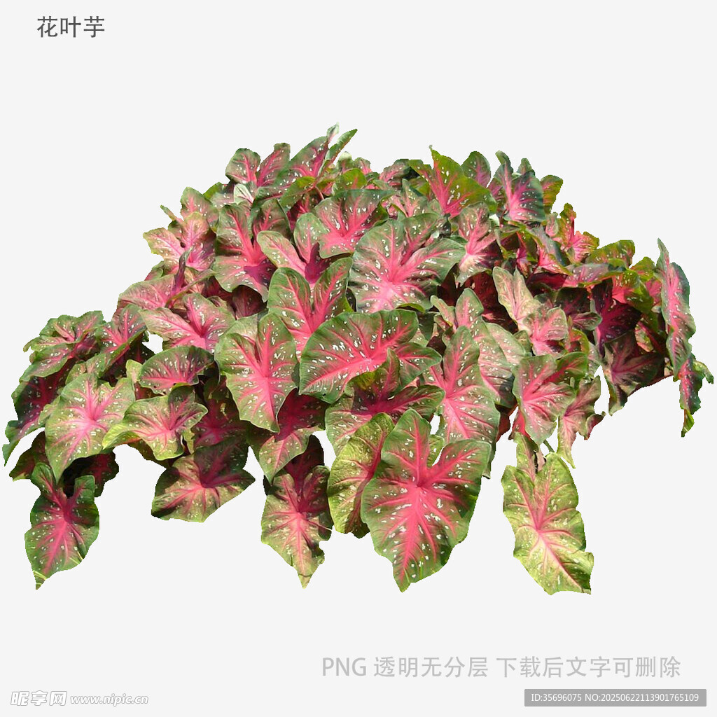 多彩斑斕的彩葉芋植物