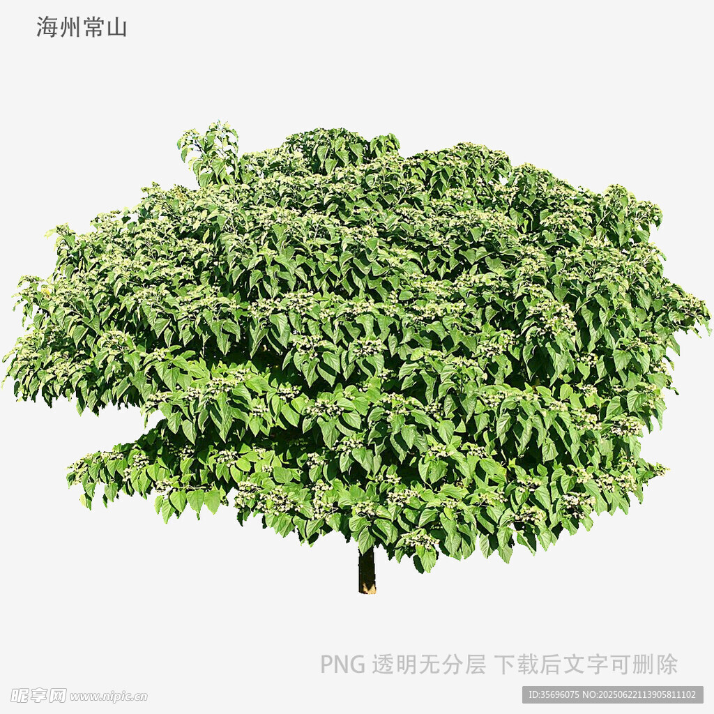 植物
