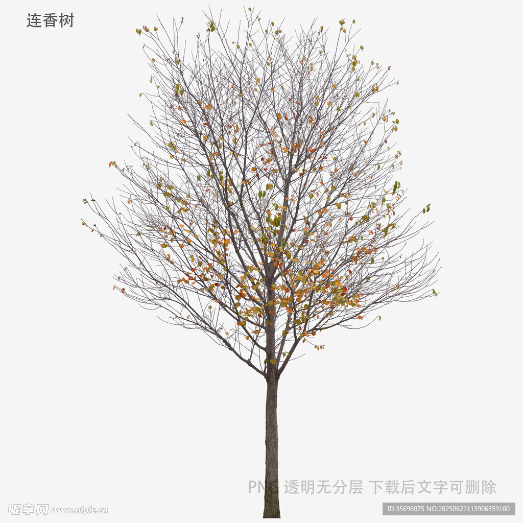 秋季光禿樹木3D模型