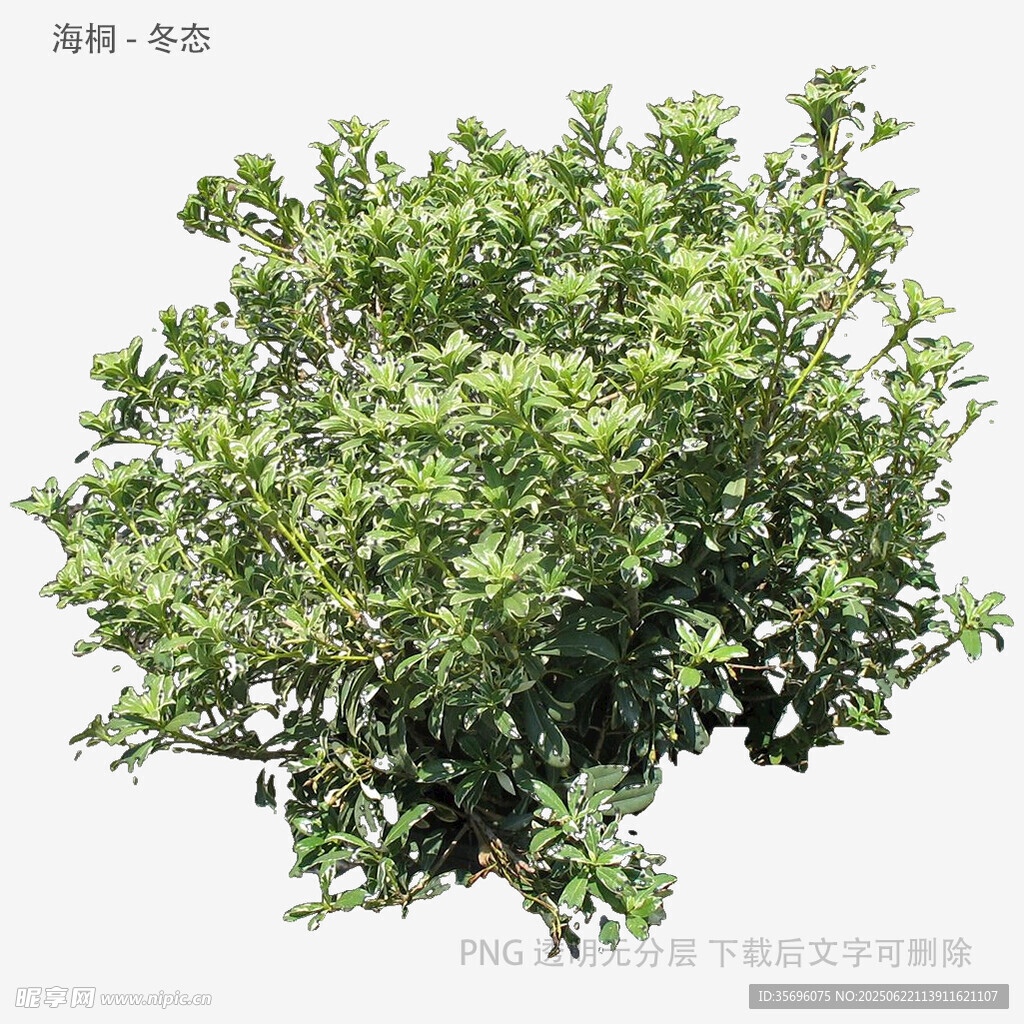 綠葉繁茂的綠色灌木