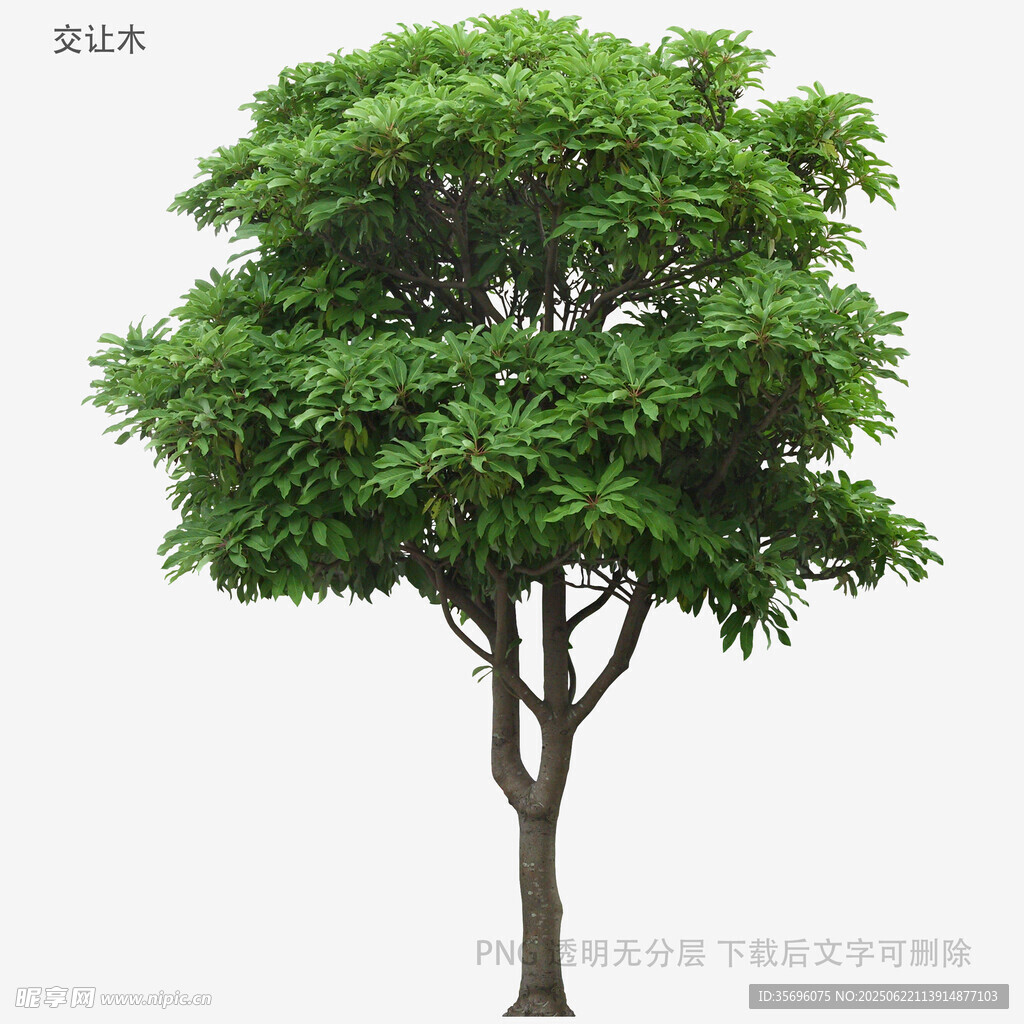 植物
