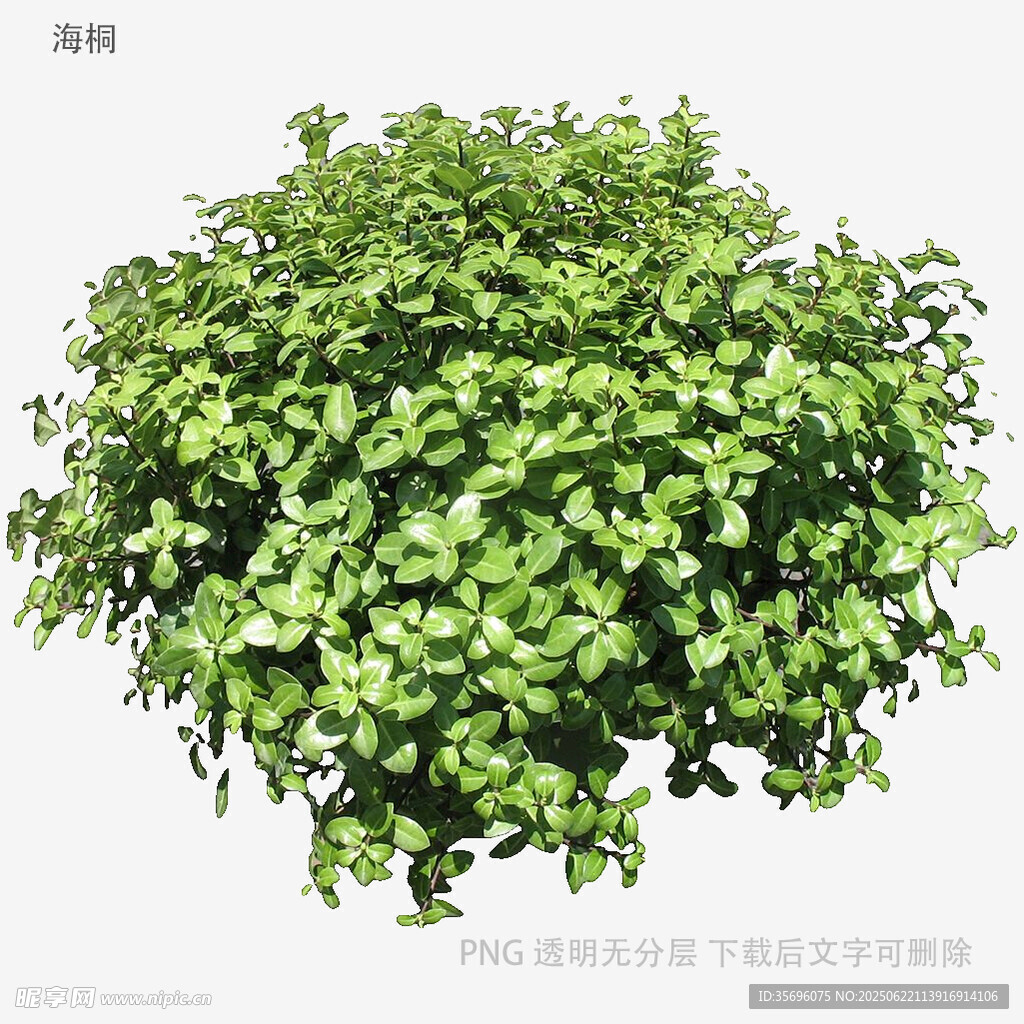 翠綠茂盛的垂吊綠植