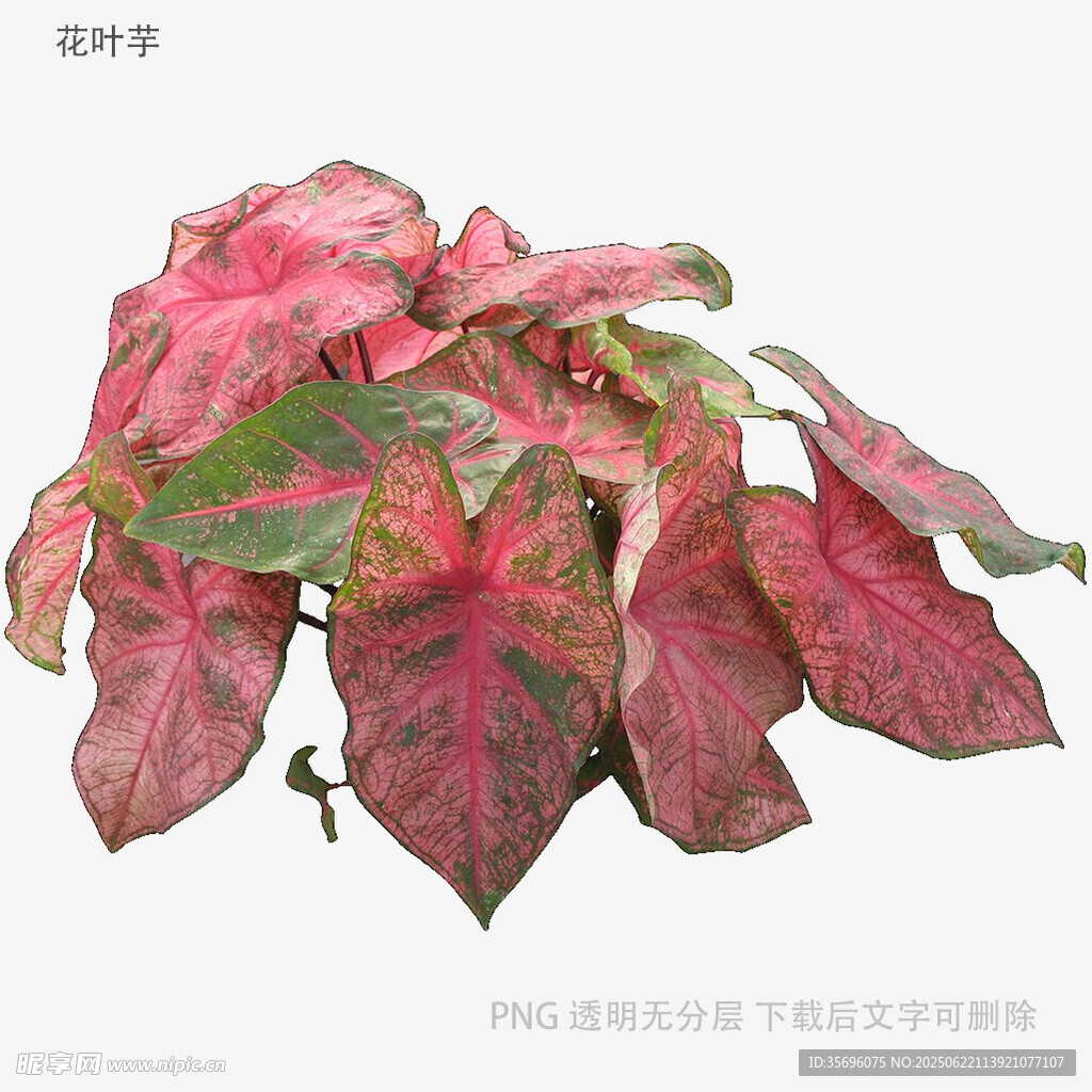 多彩斑斕的彩葉芋植物