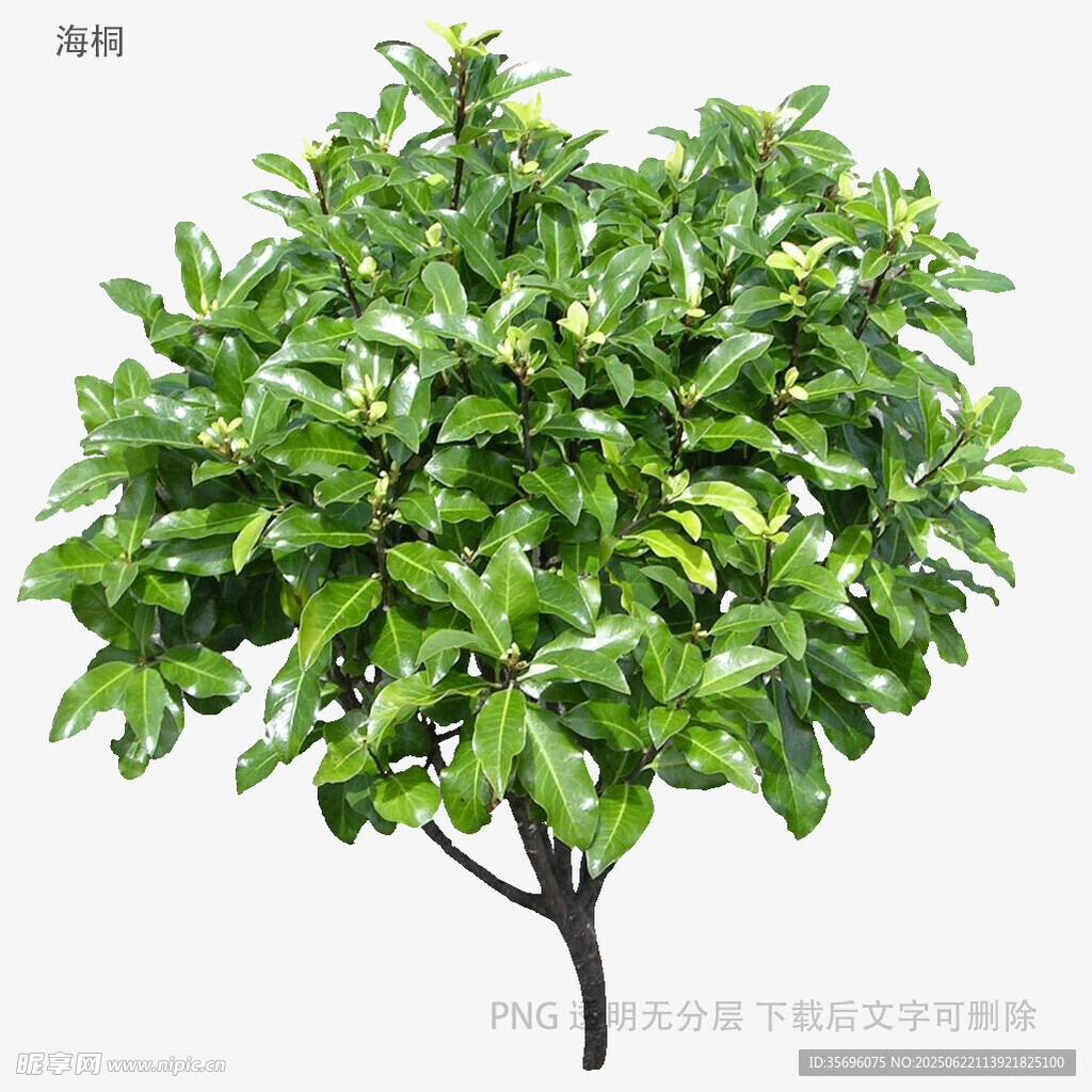 綠葉繁茂的仿真綠植