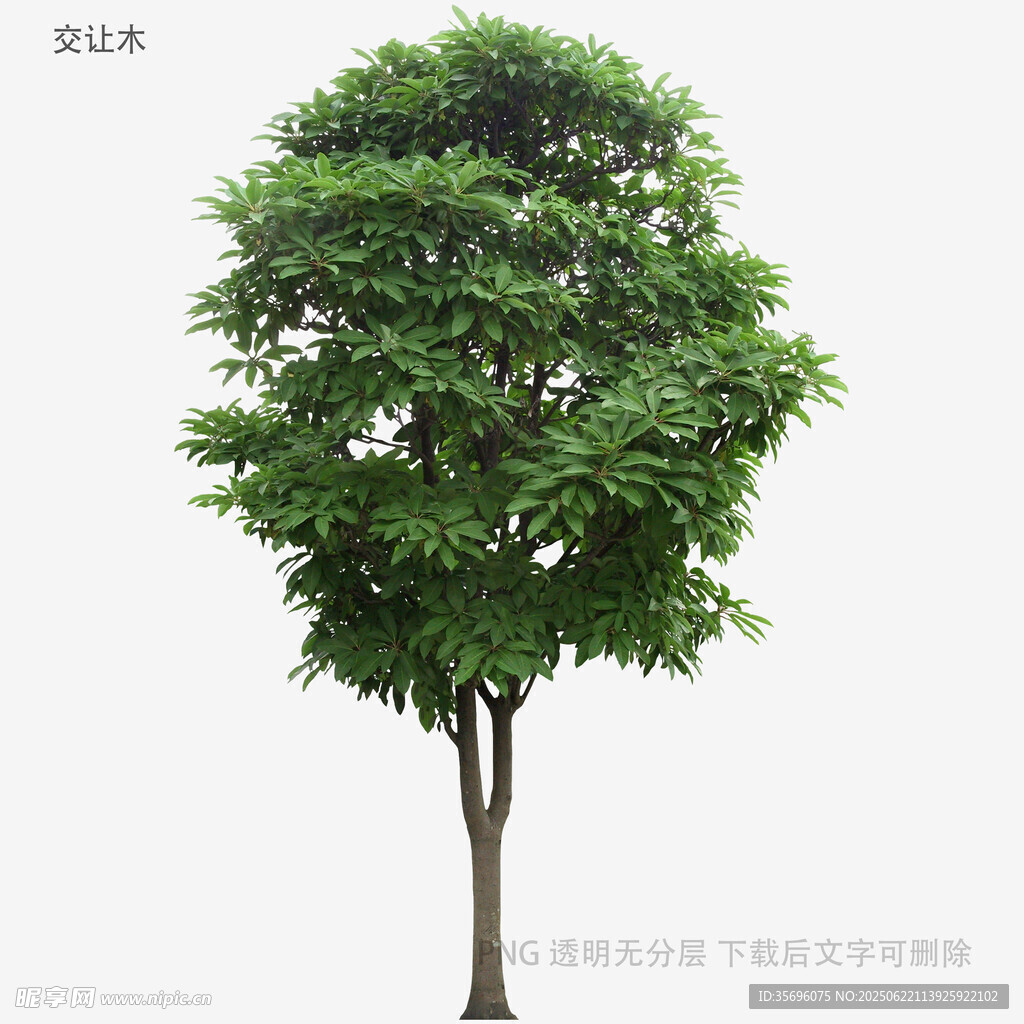 單棵綠樹3D模型展示