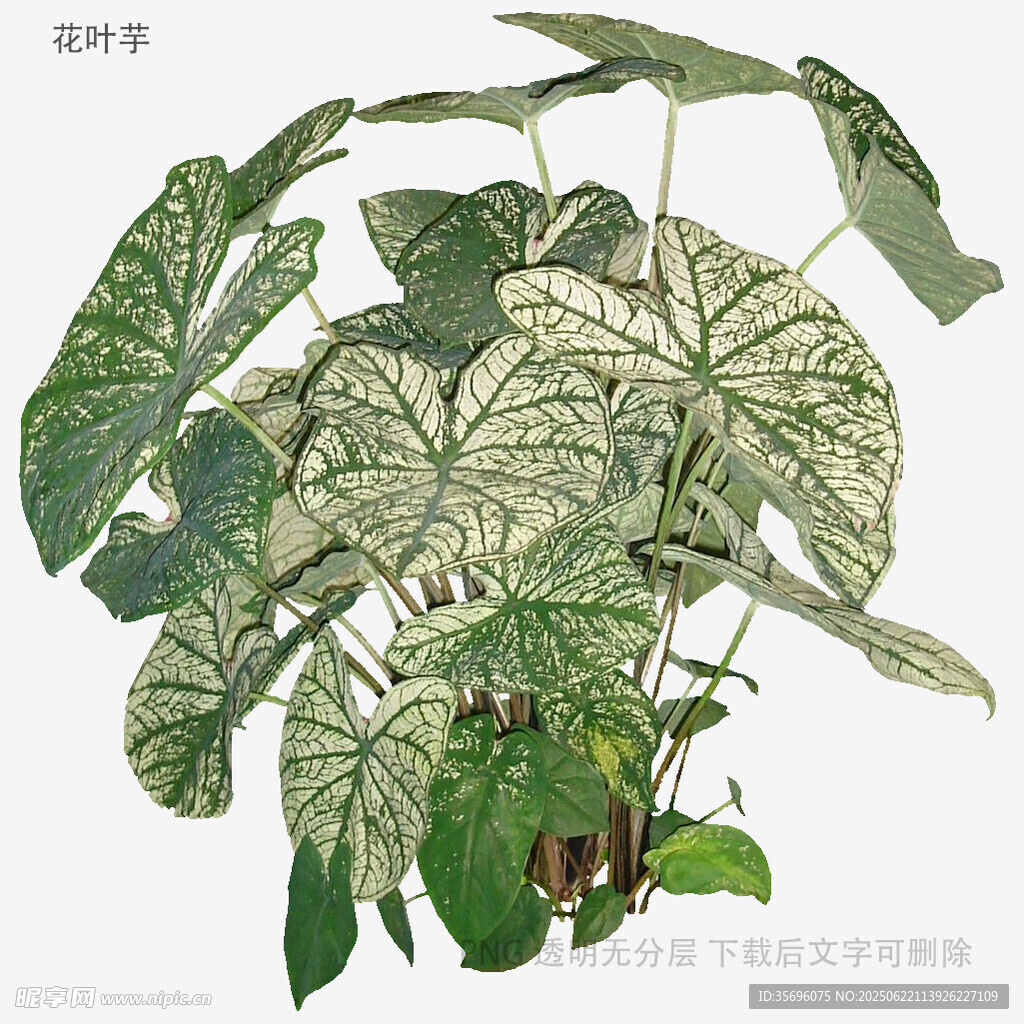 花葉芋植物插畫