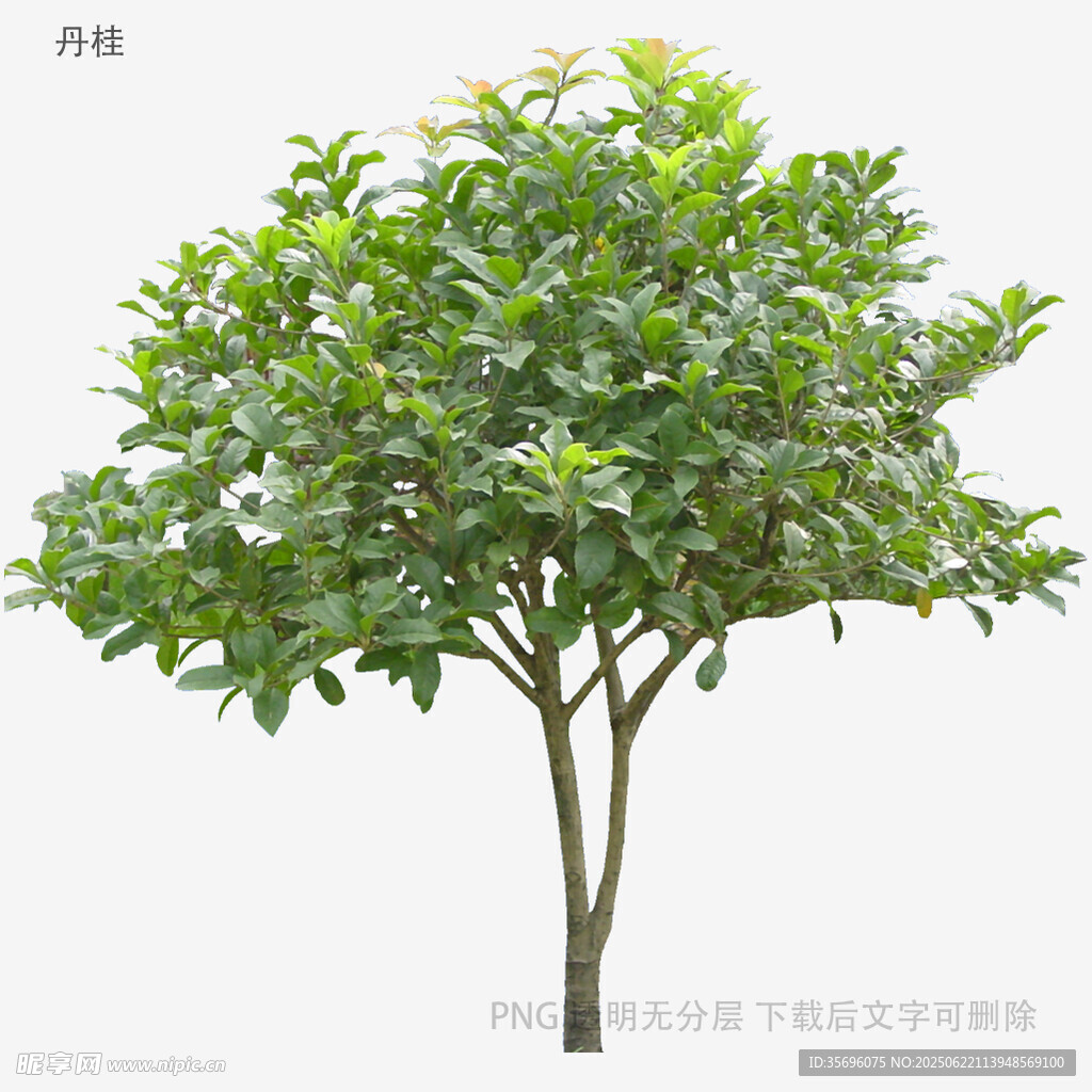 綠葉繁茂的單棵樹木