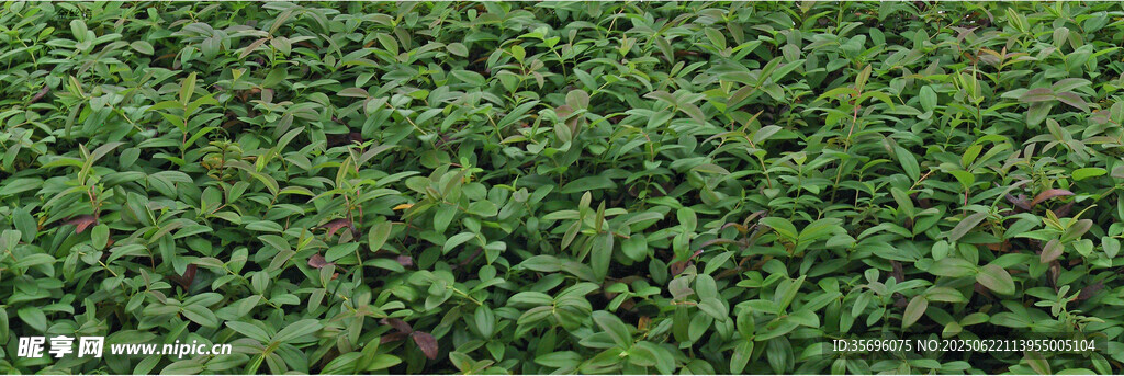 翠綠繁茂的植物景觀