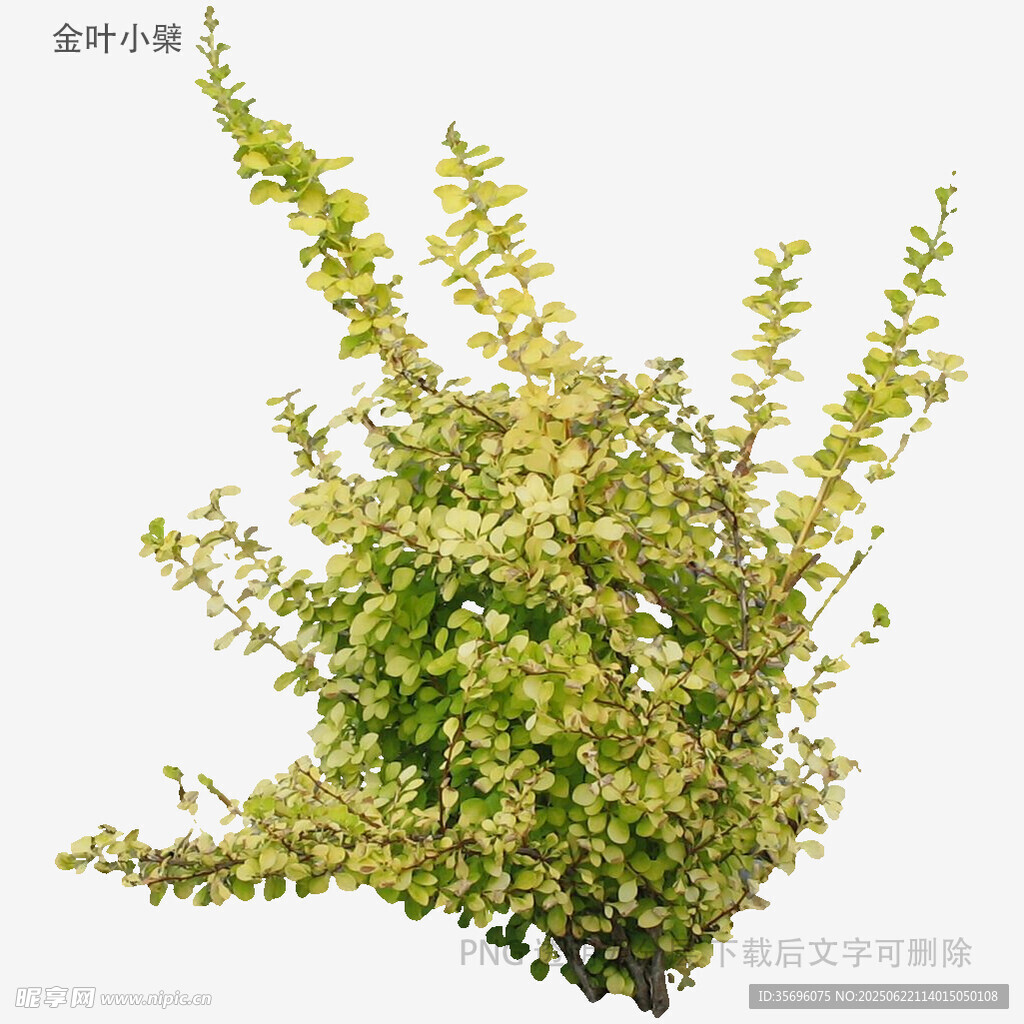 翠綠繁茂的植物枝葉