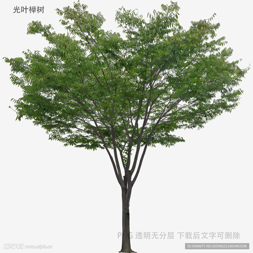 單棵綠樹3D模型