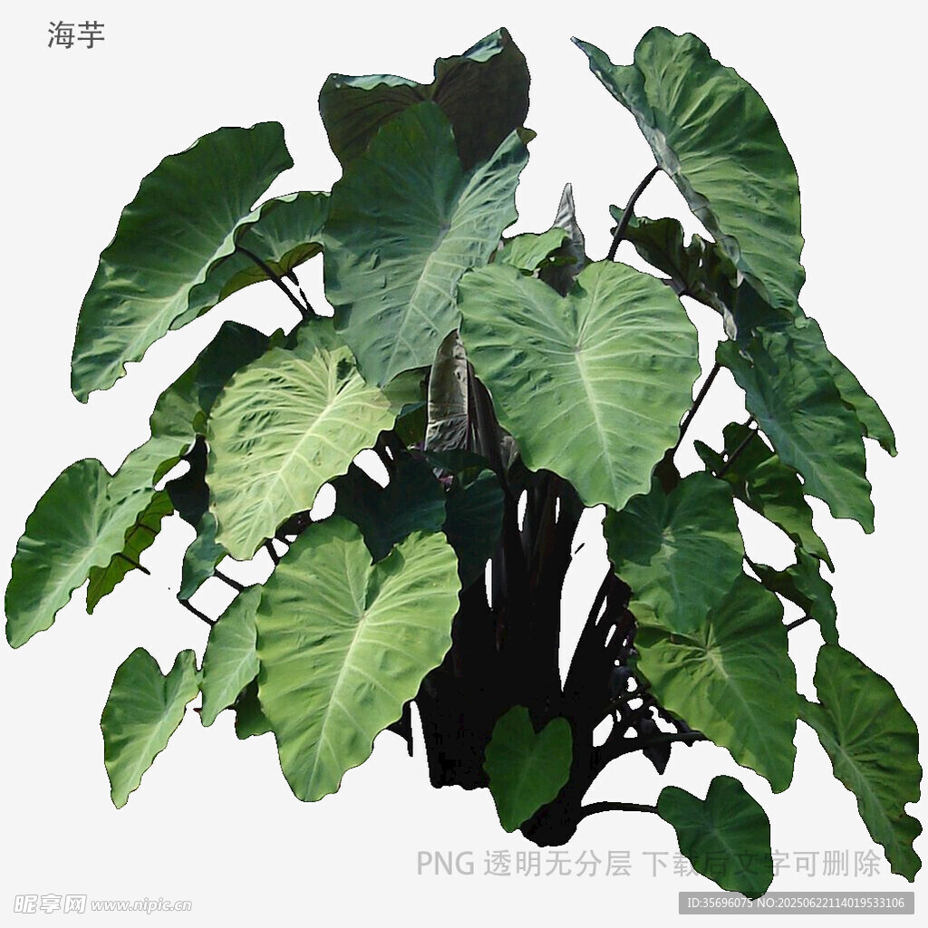 大葉綠植盆栽
