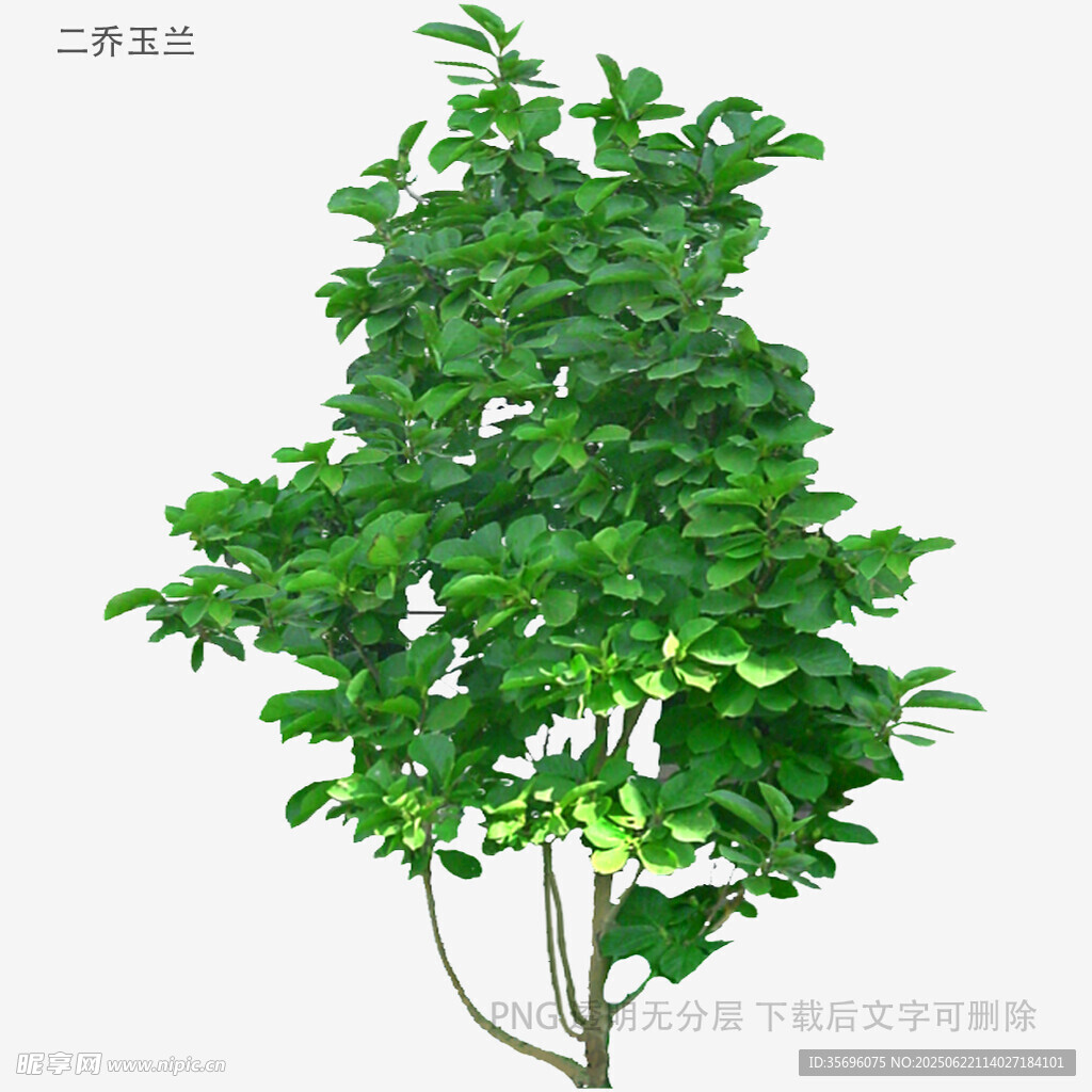 綠葉繁茂的單株植物