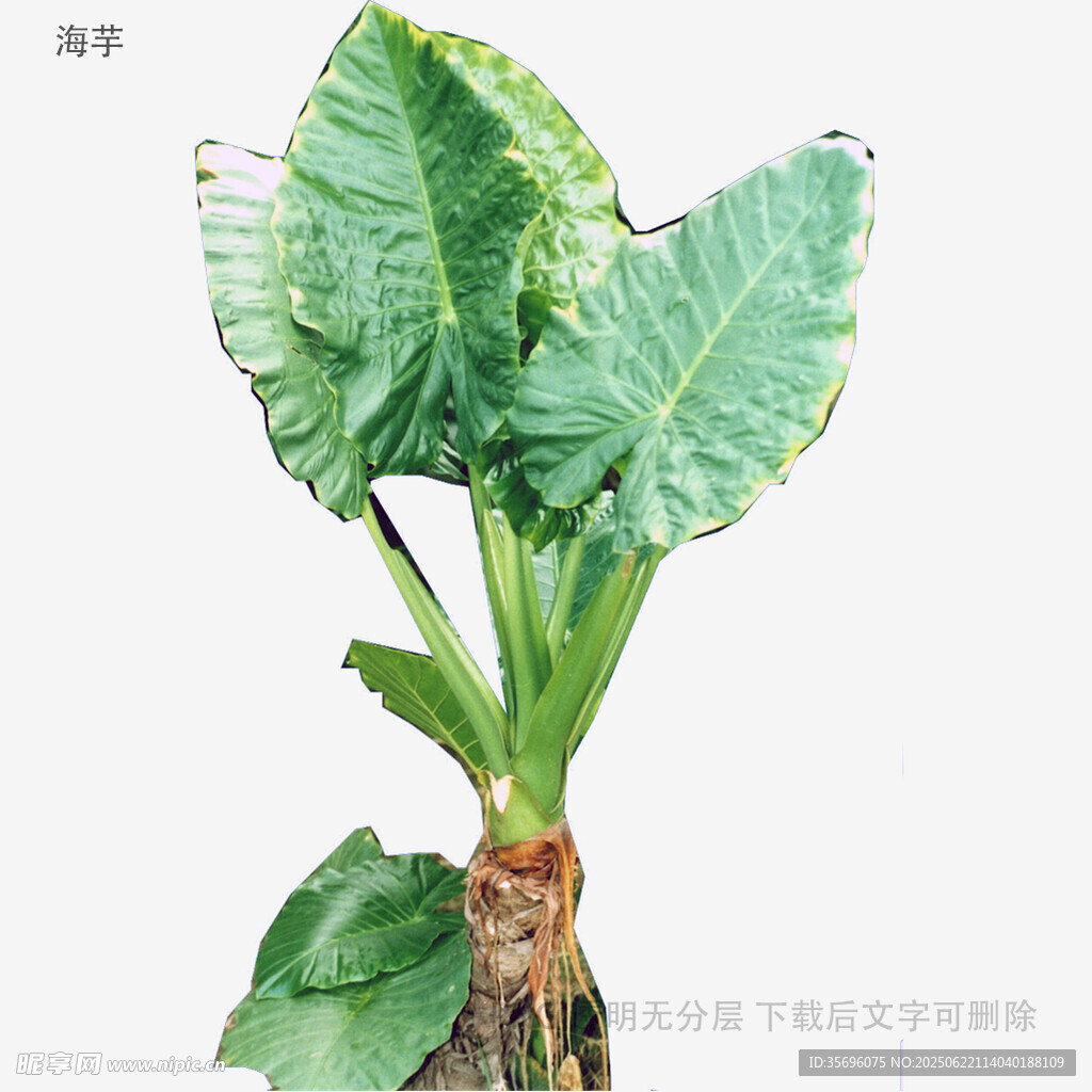 海芋植物特寫
