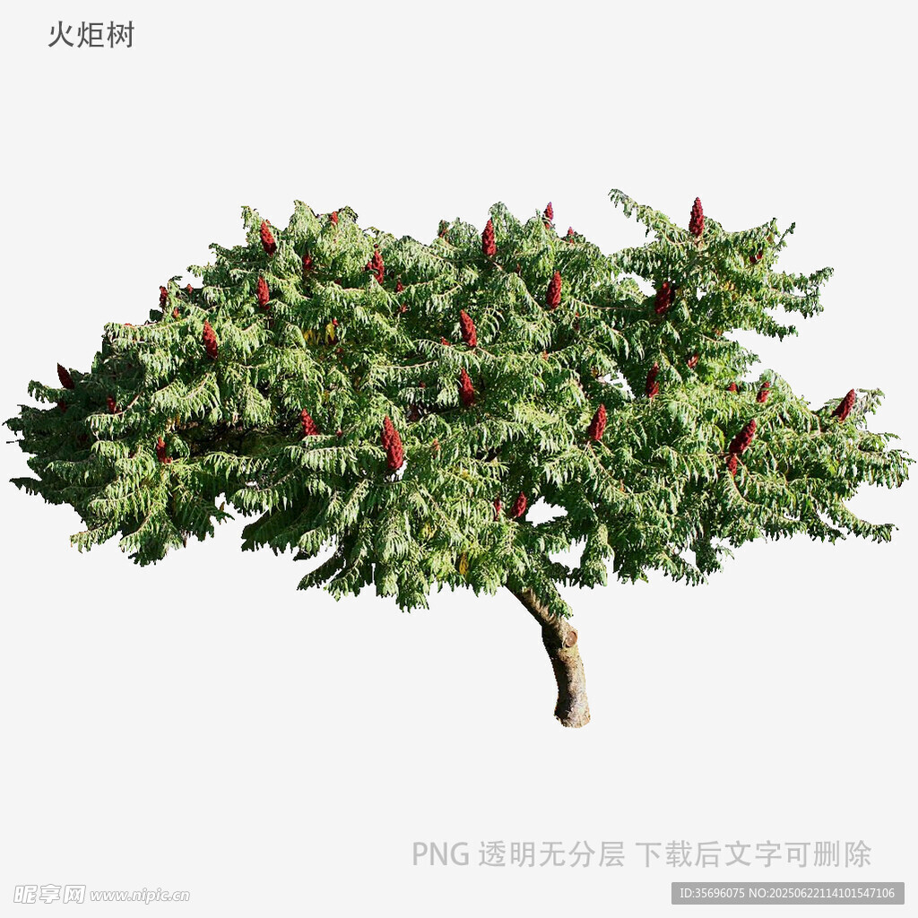 單棵綠植模型