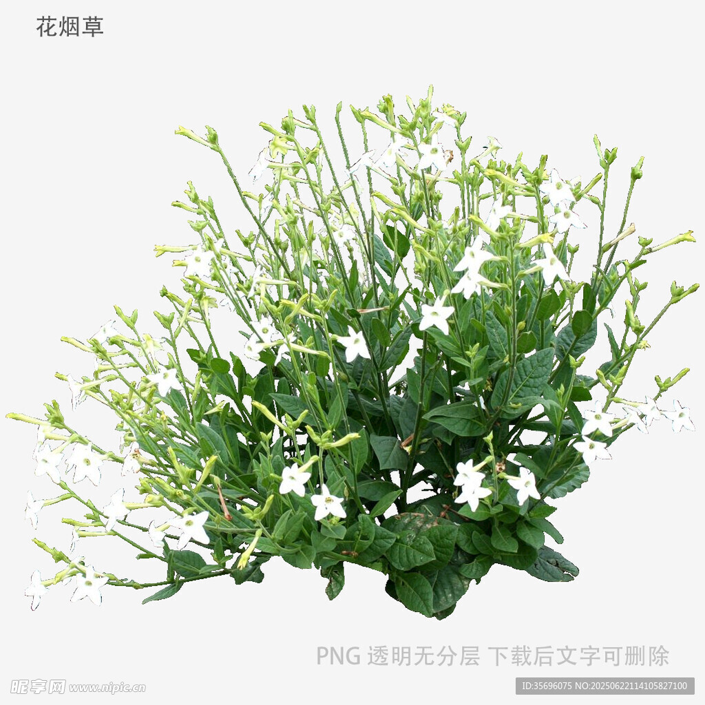 翠綠繁茂的盆栽綠植