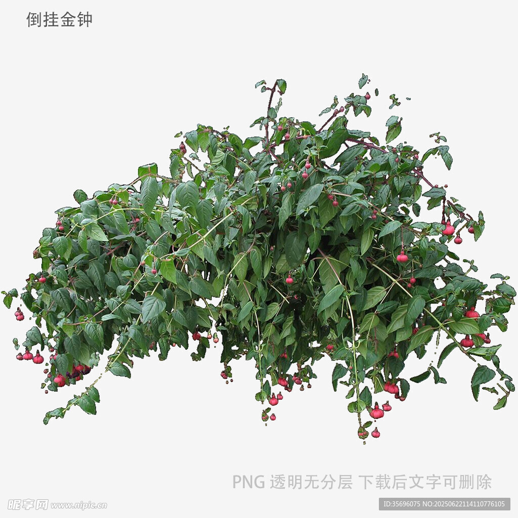 綠葉紅果垂吊植物景觀