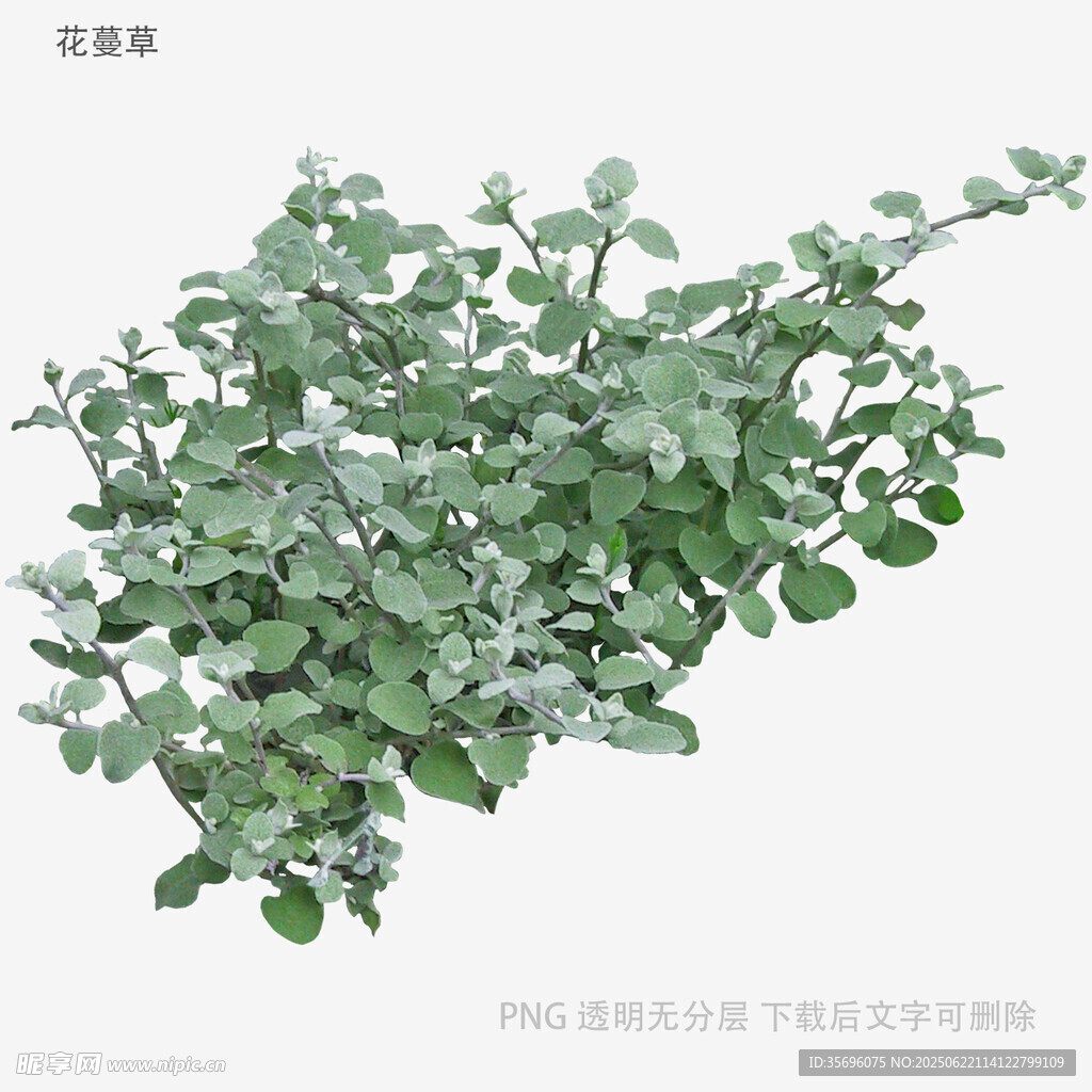 銀葉菊植物素材圖