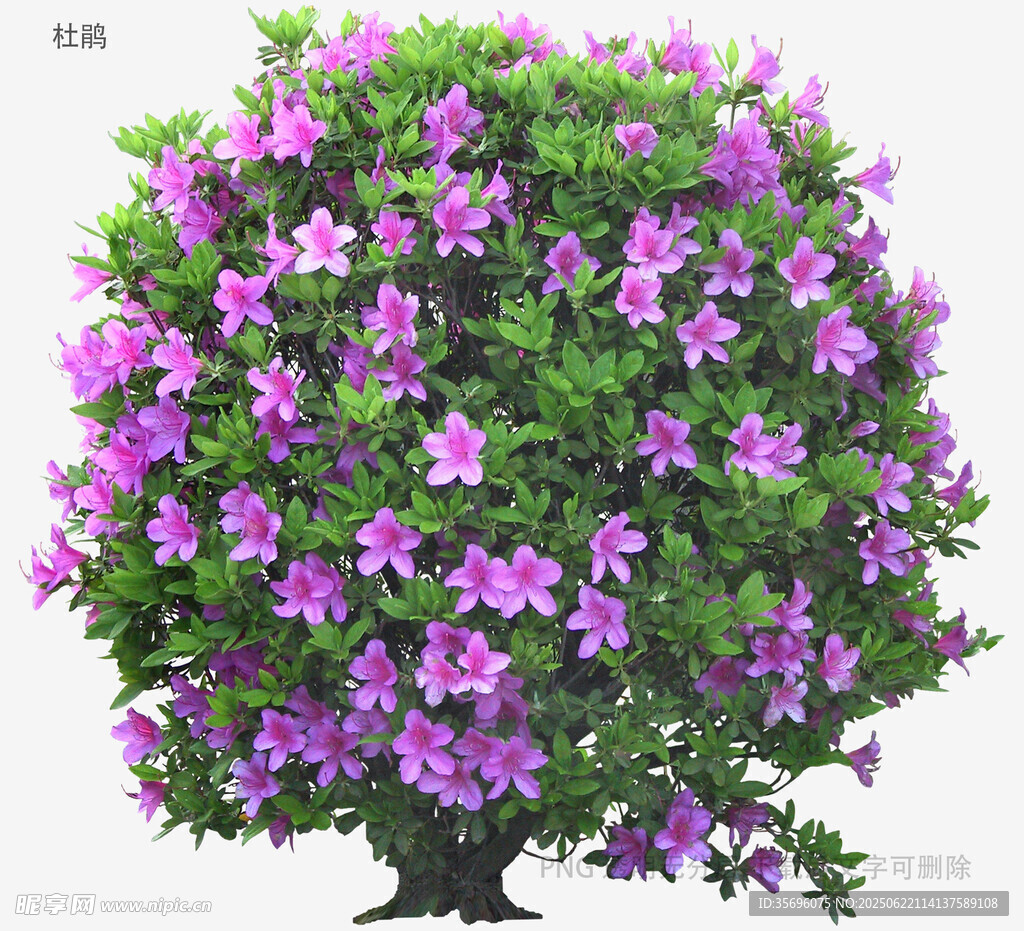 盛開的紫色花卉盆栽