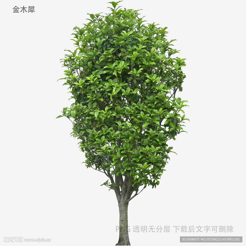 植物