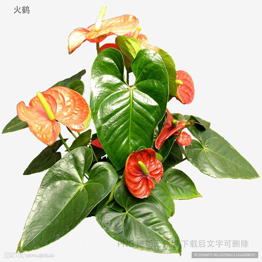 紅掌盆栽植物展示