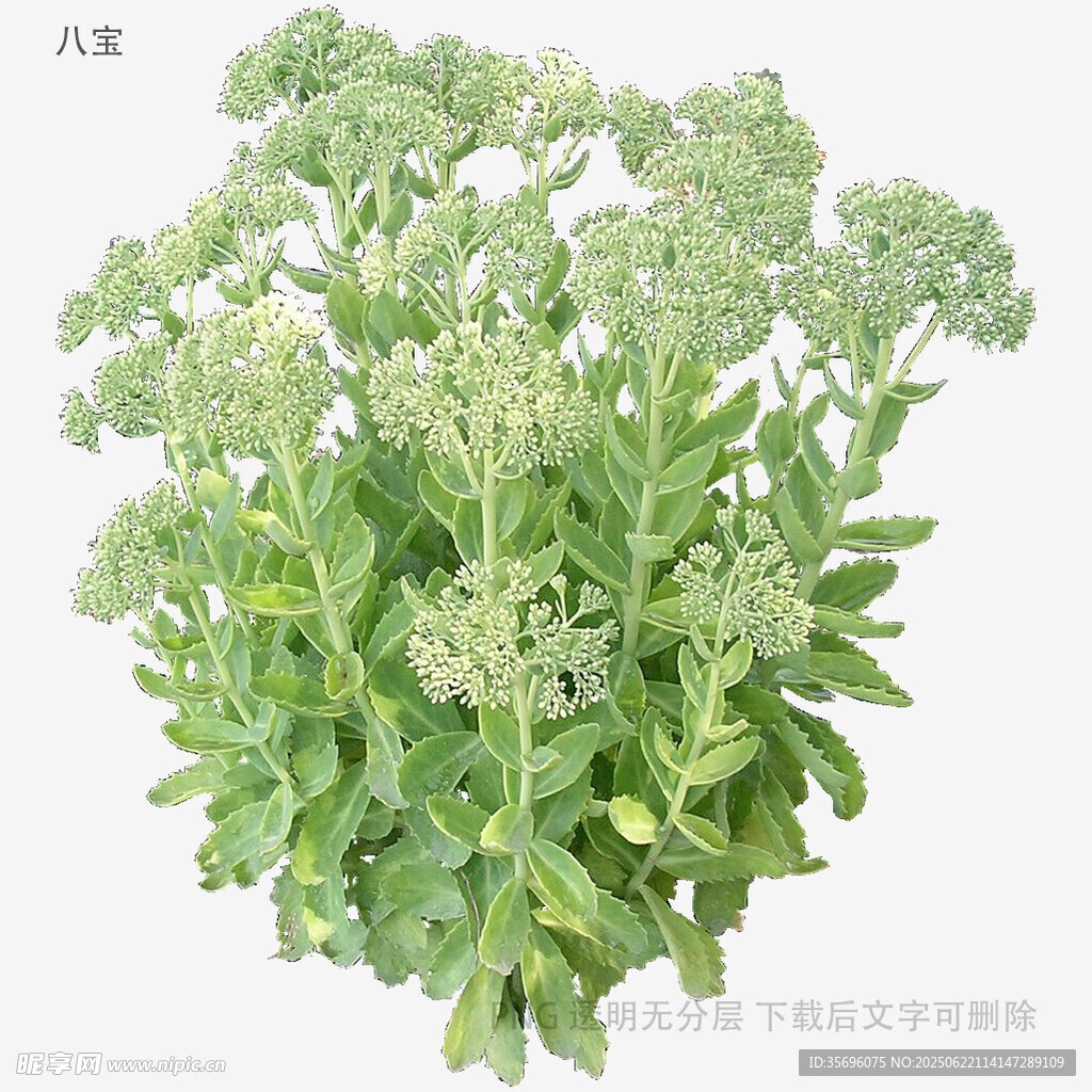 新鮮翠綠八寶景天植物