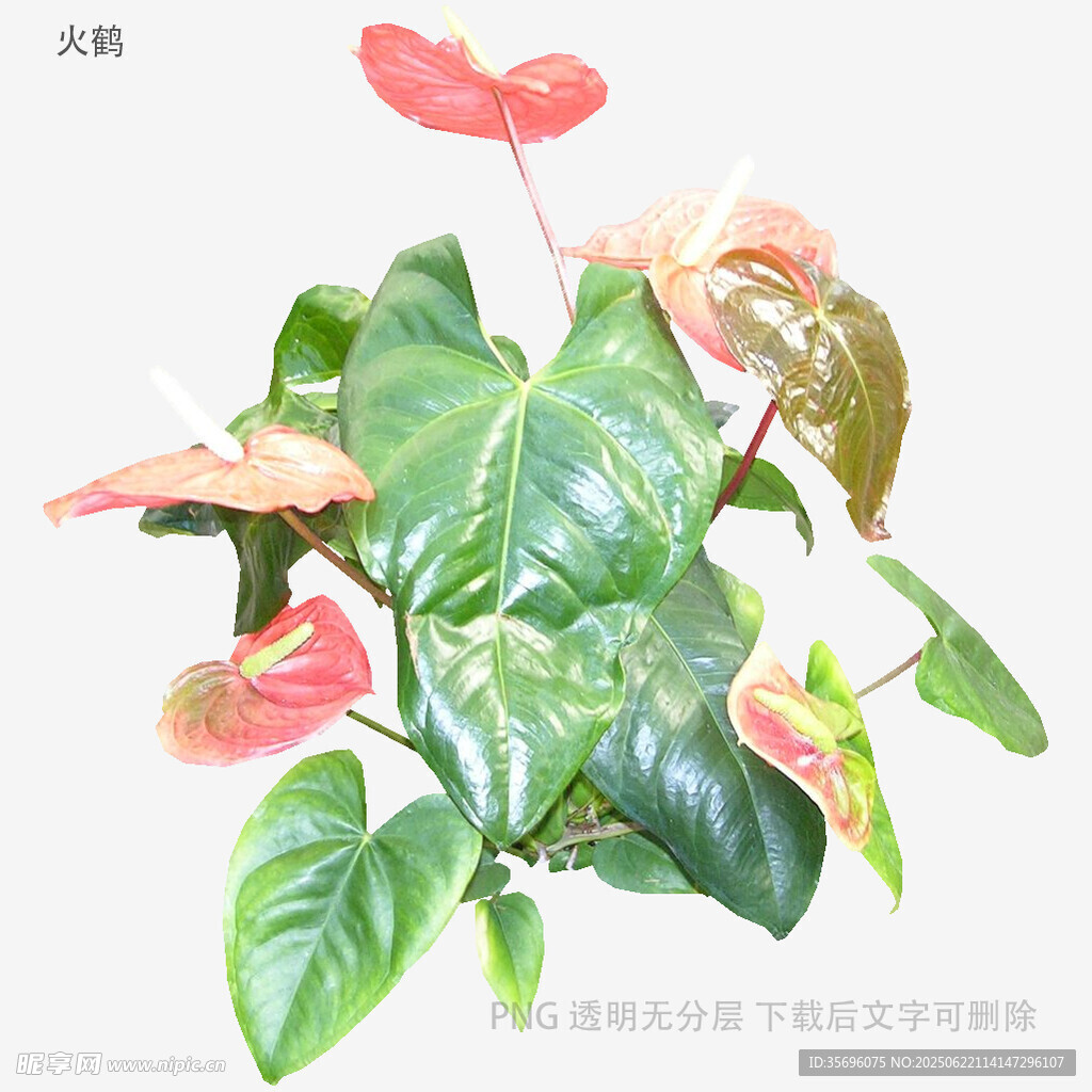 粉掌花卉植物特寫(xiě)