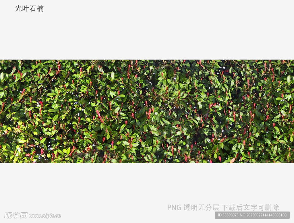翠綠植物景觀