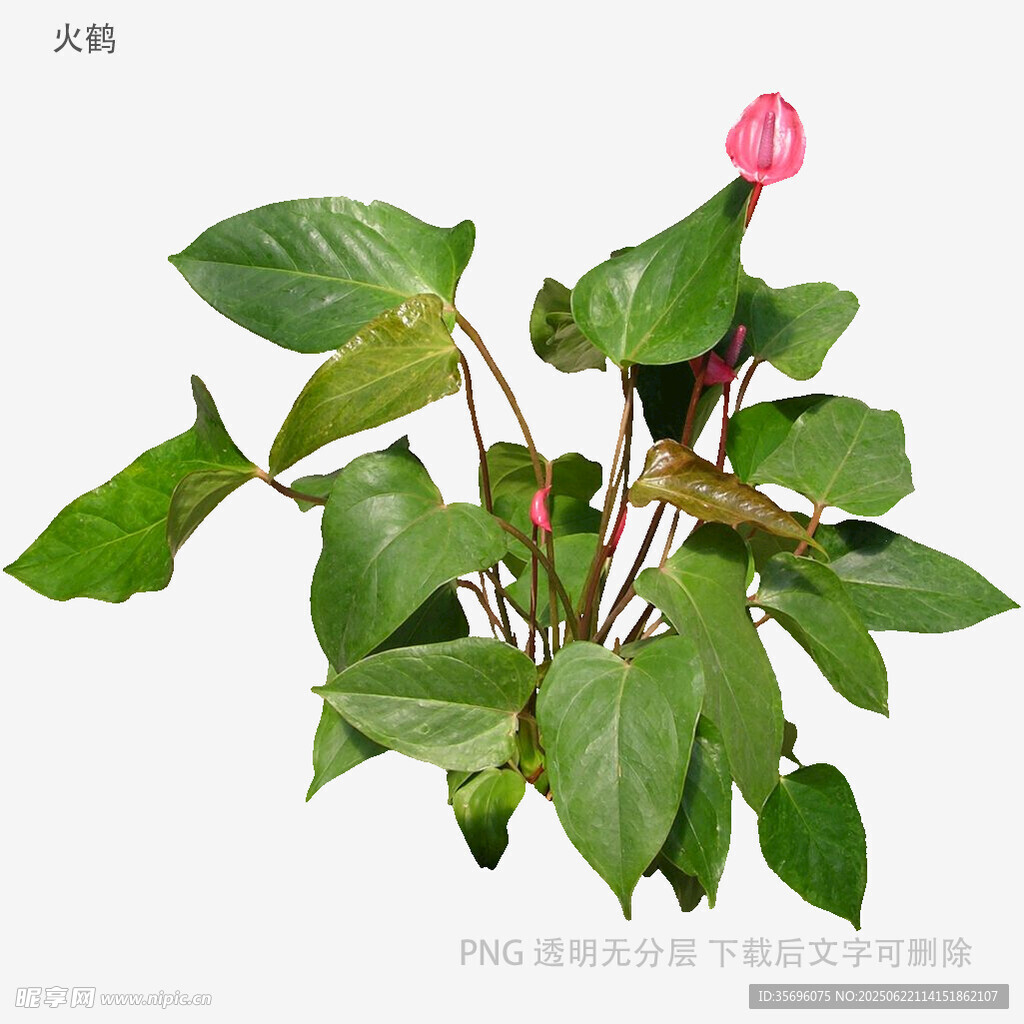 粉色紅掌綠植特寫