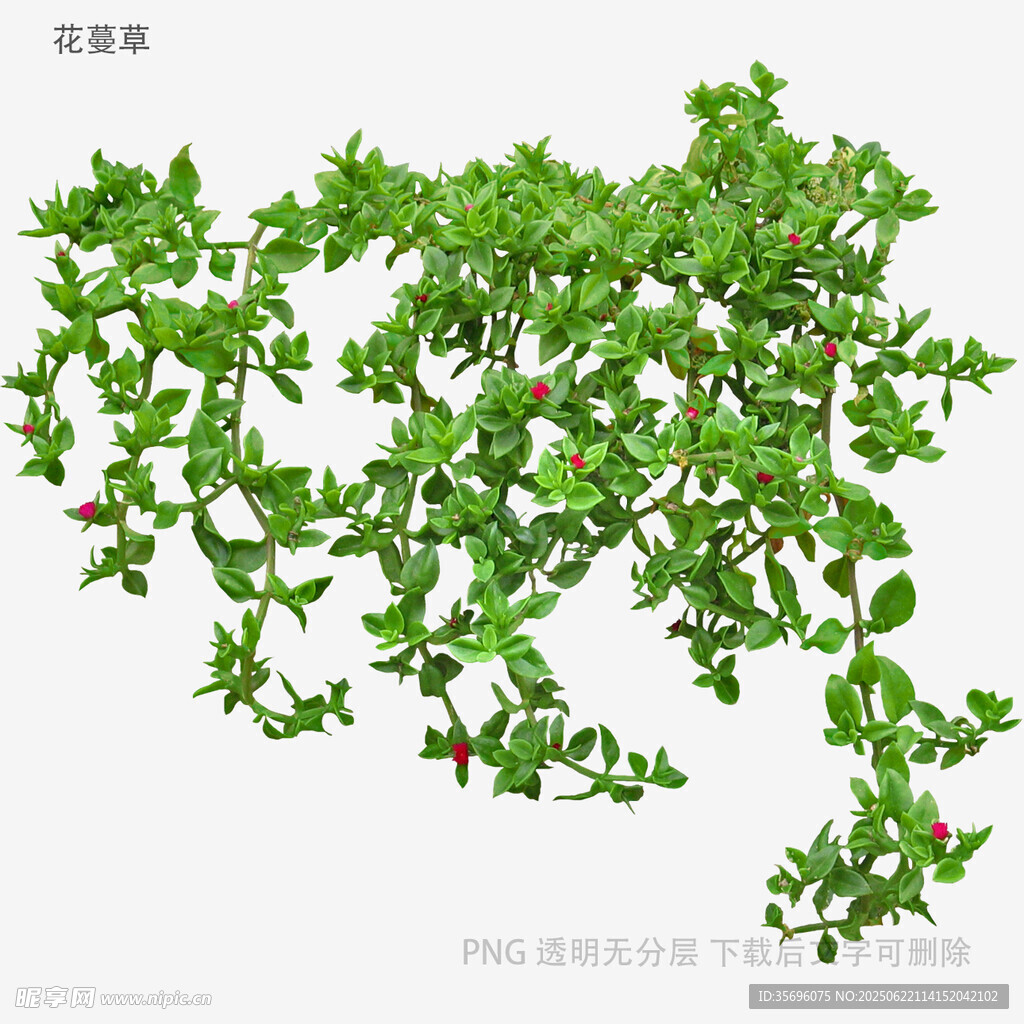 翠綠茂盛的匍匐綠植
