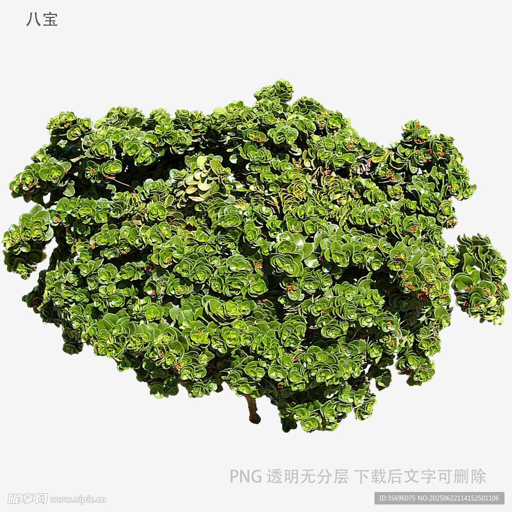 翠綠羽衣甘藍植物特寫