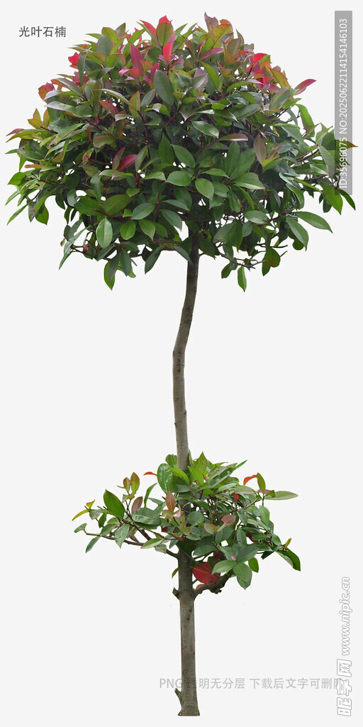 單桿多彩花卉景觀樹