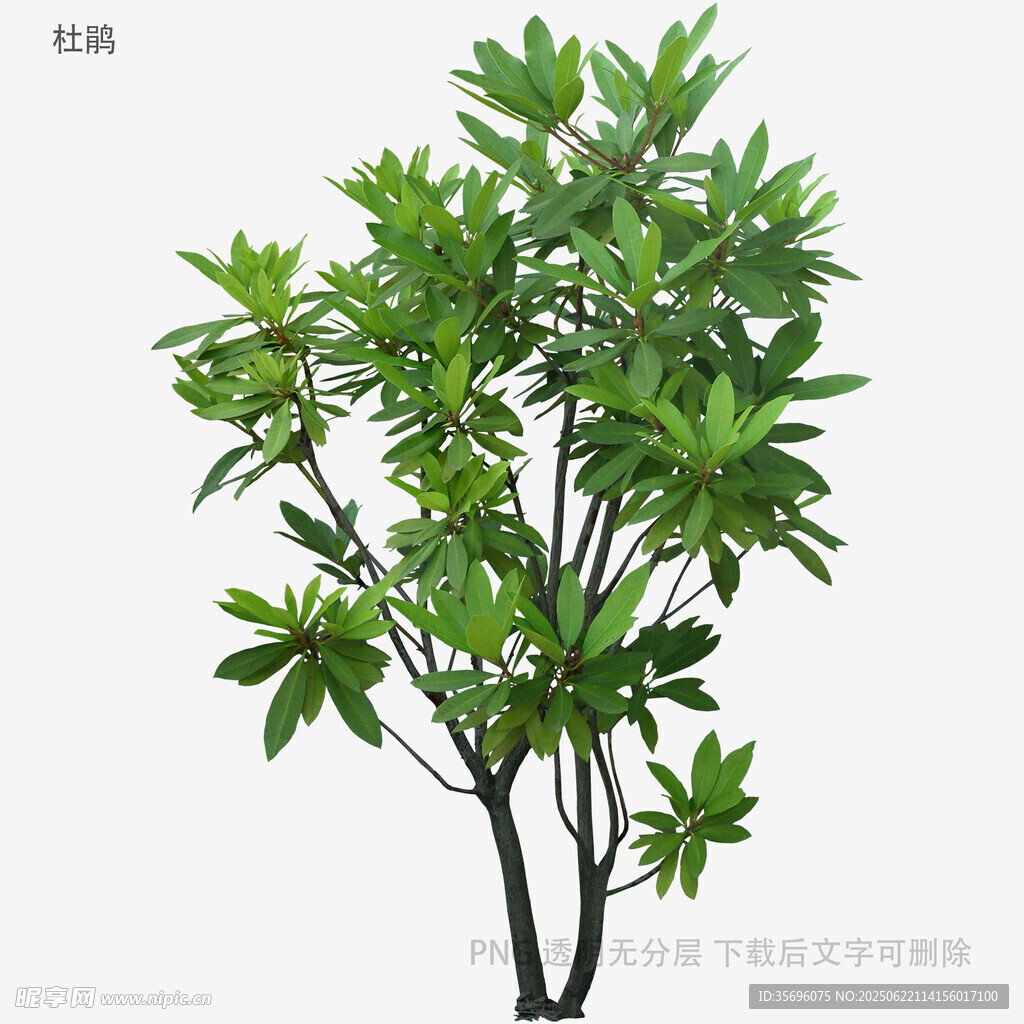 綠葉繁茂的小型綠植