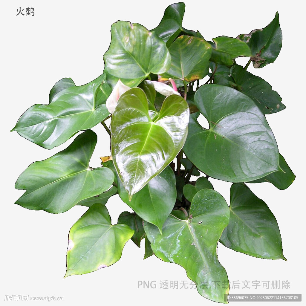 翠綠心形蔓綠絨植物