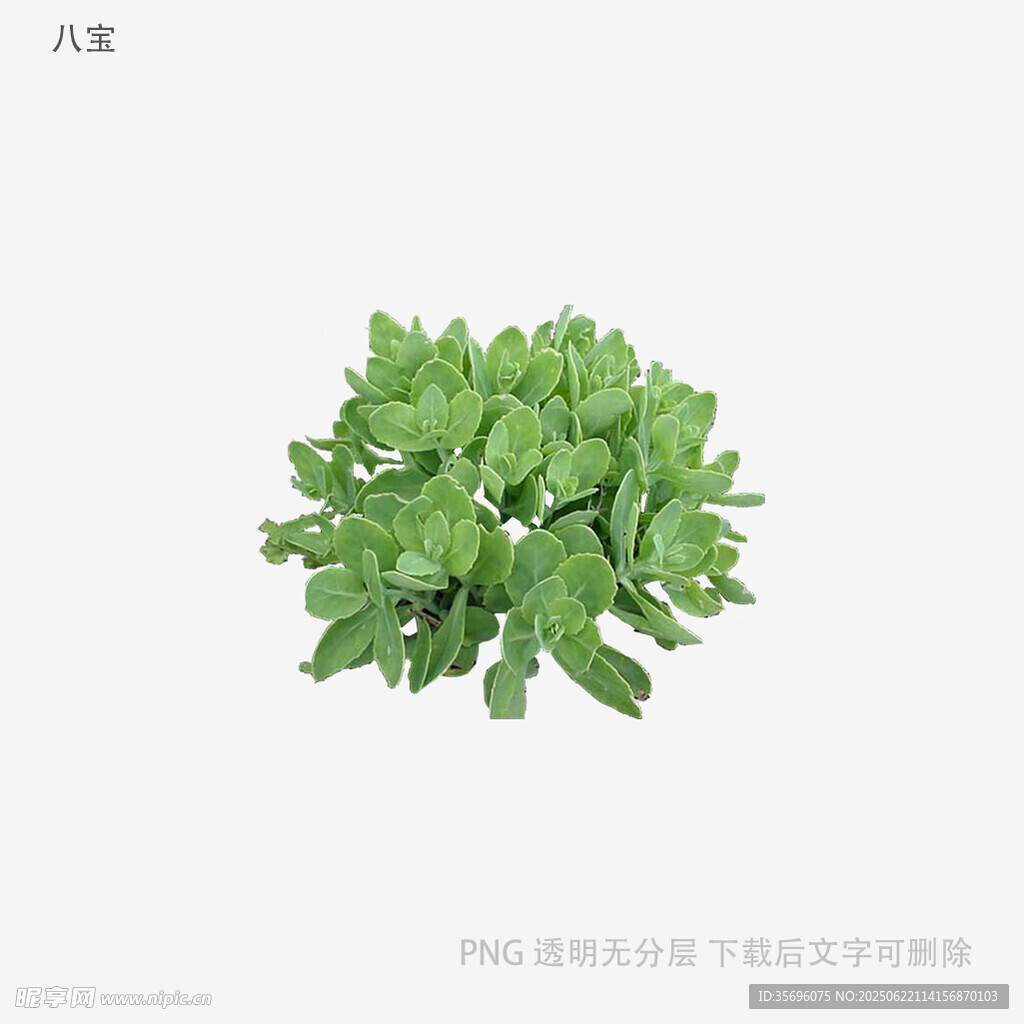 新鮮嫩綠的青菜植株