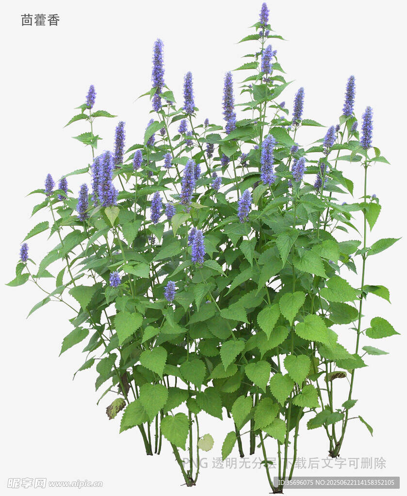紫色穗花綠植盆栽
