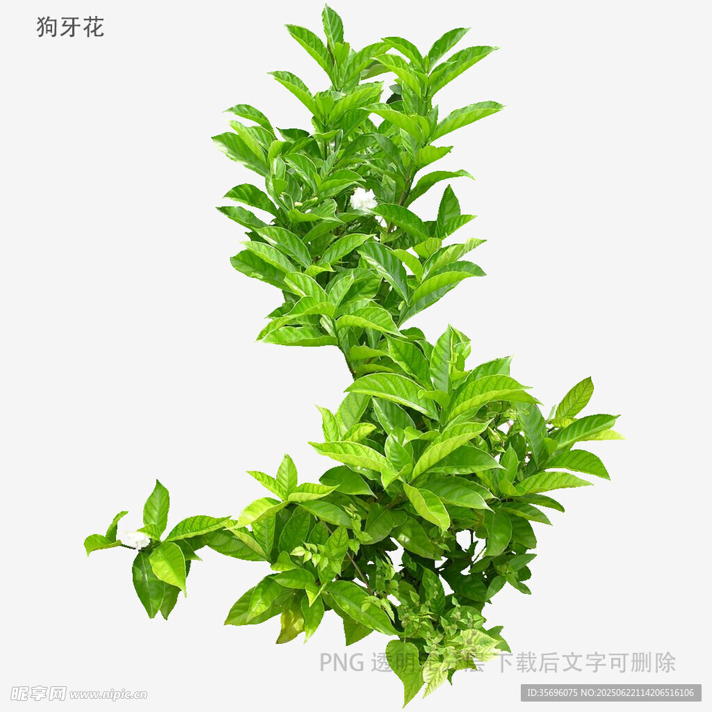 翠綠清新水培綠植