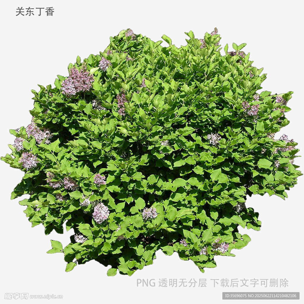 綠葉紫花灌木植物特寫