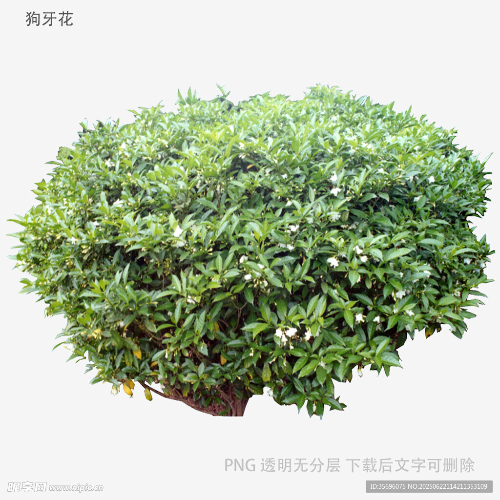 球形綠植盆栽