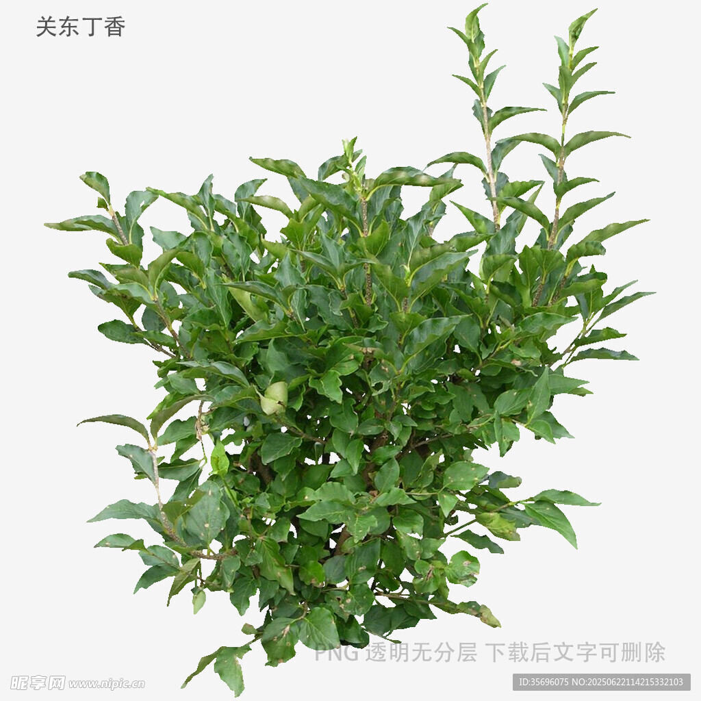翠綠茂盛的綠植盆栽