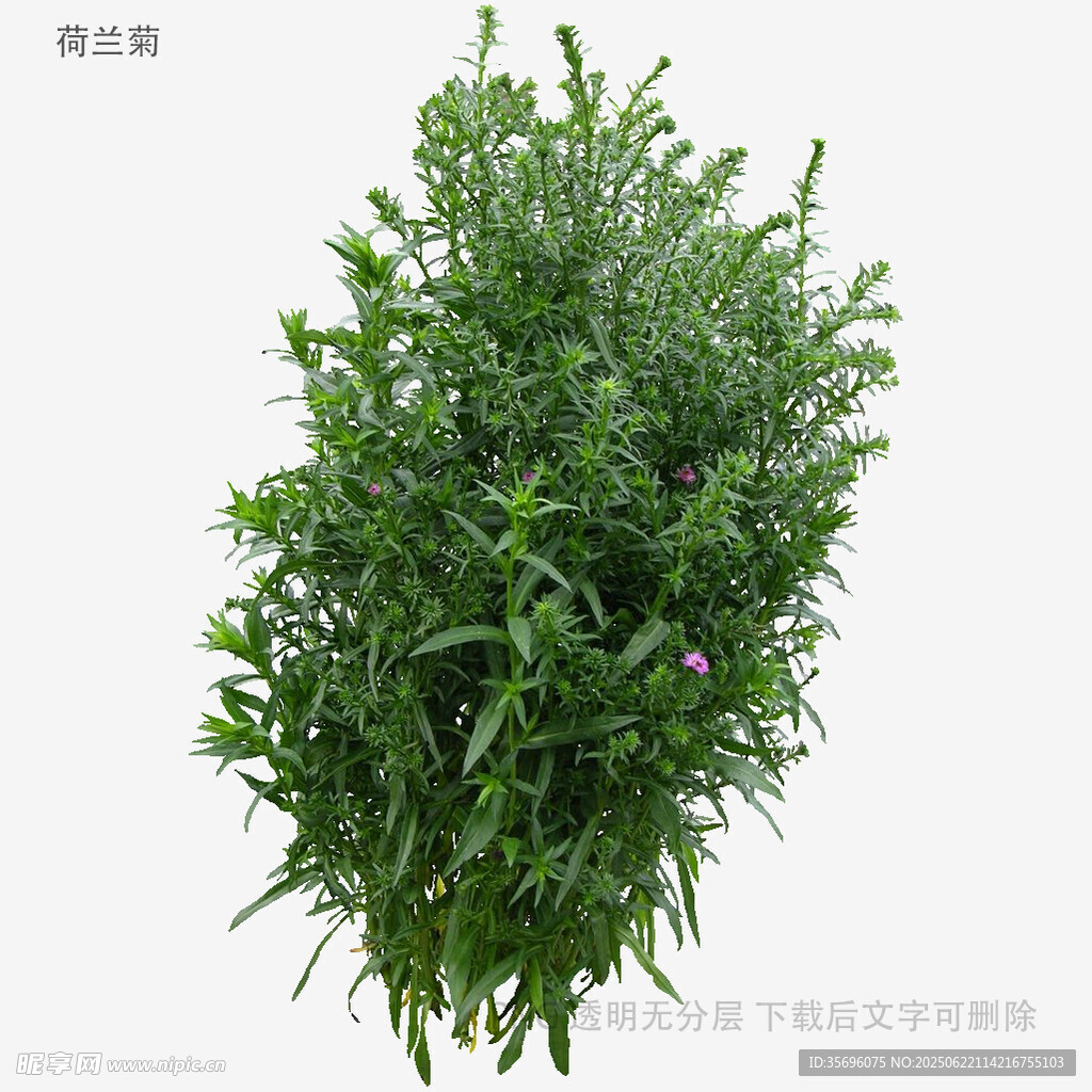 翠綠繁茂的灌木植物