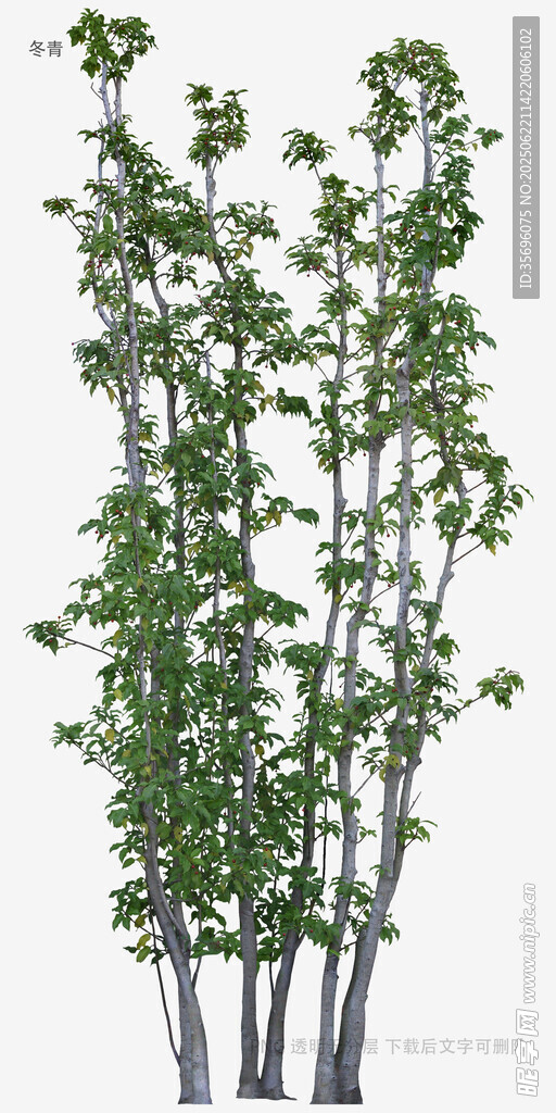 三株綠植模型展示