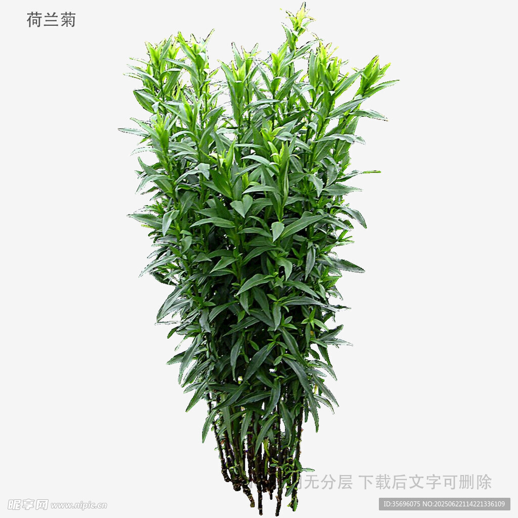 植物