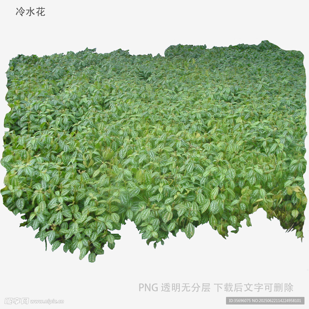 翠綠鮮嫩的水培蔬菜