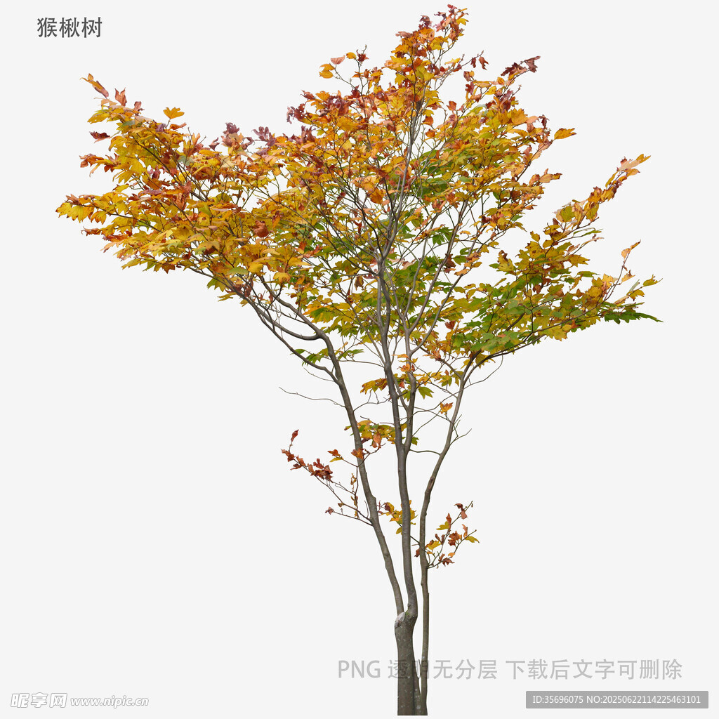 秋季多彩樹(shù)木植物素材